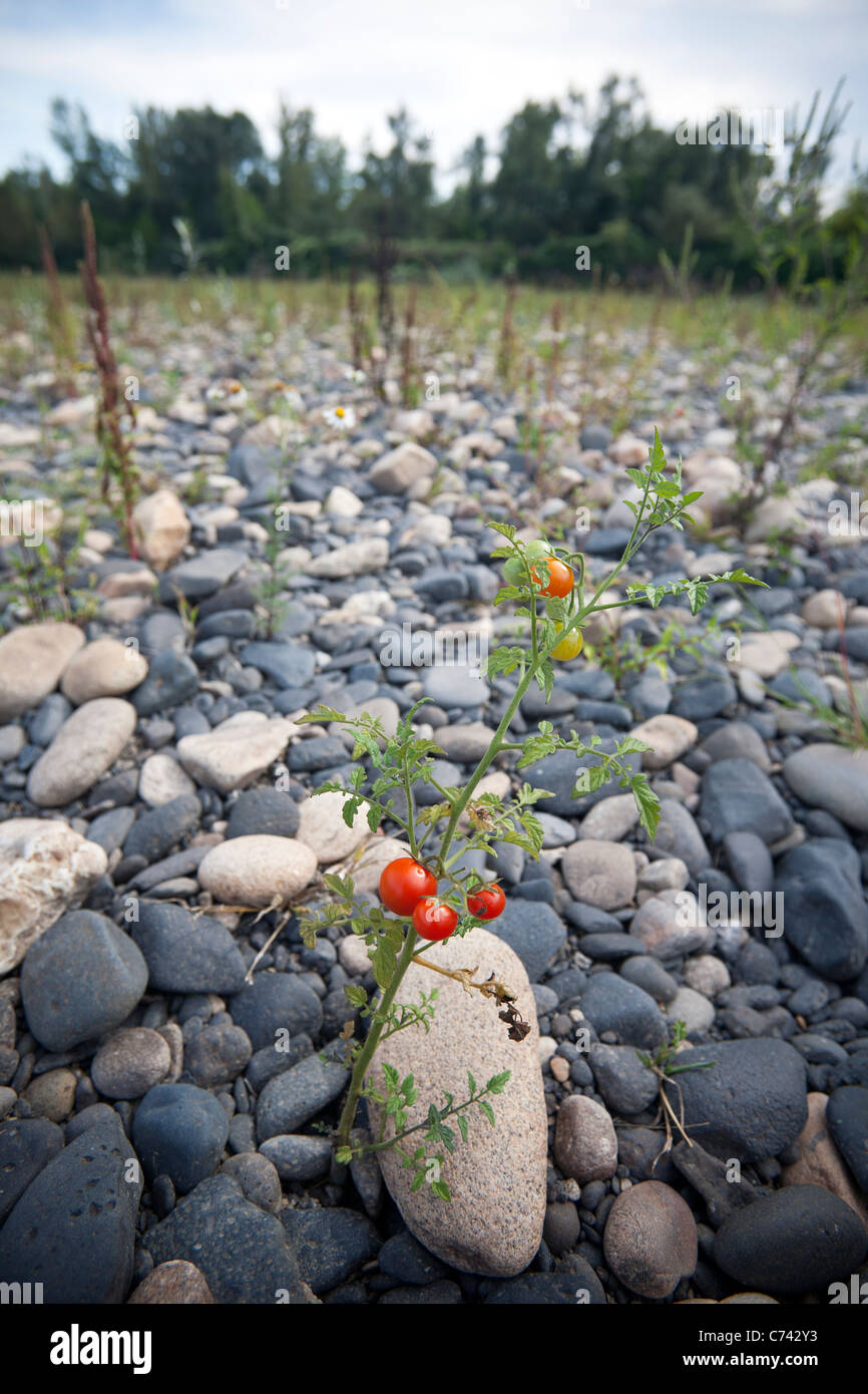 Tomate Silvestre Fotos E Imagenes De Stock Alamy Tomate Silvestre Fotos E Imagenes De Stock Alamy