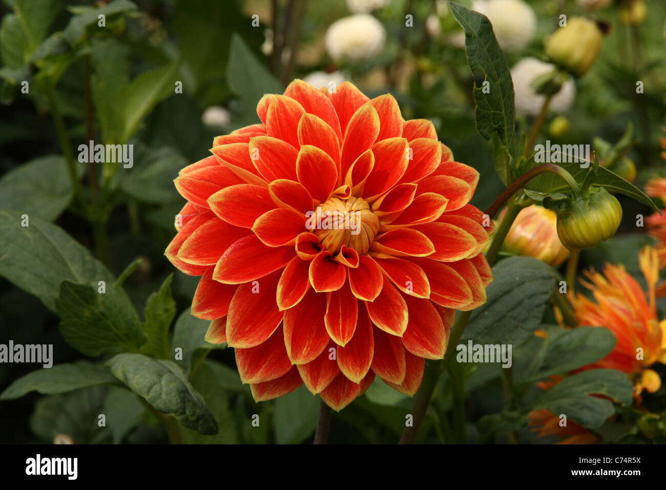 Dalias naranjas fotografías e imágenes de alta resolución - Alamy