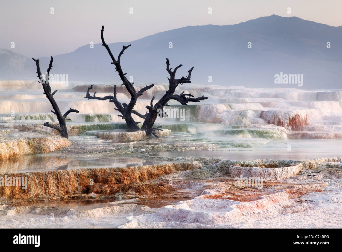 Árbol Muerto sobre terrazas de travertino en Mammoth Hot Springs, Parque Nacional Yellowstone, Wyoming, EE.UU. Foto de stock