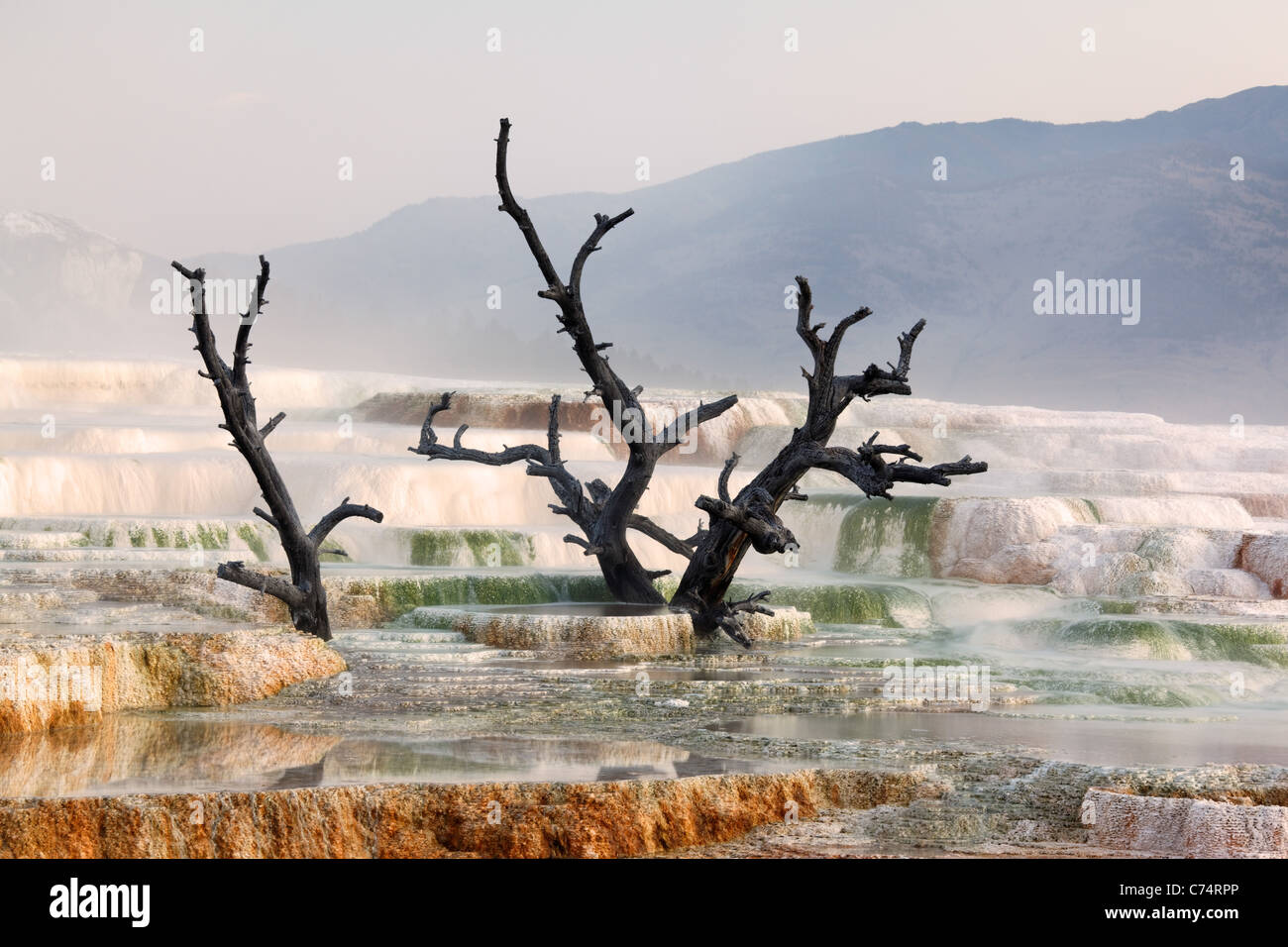 Árbol Muerto sobre terrazas de travertino en Mammoth Hot Springs, Parque Nacional Yellowstone, Wyoming, EE.UU. Foto de stock