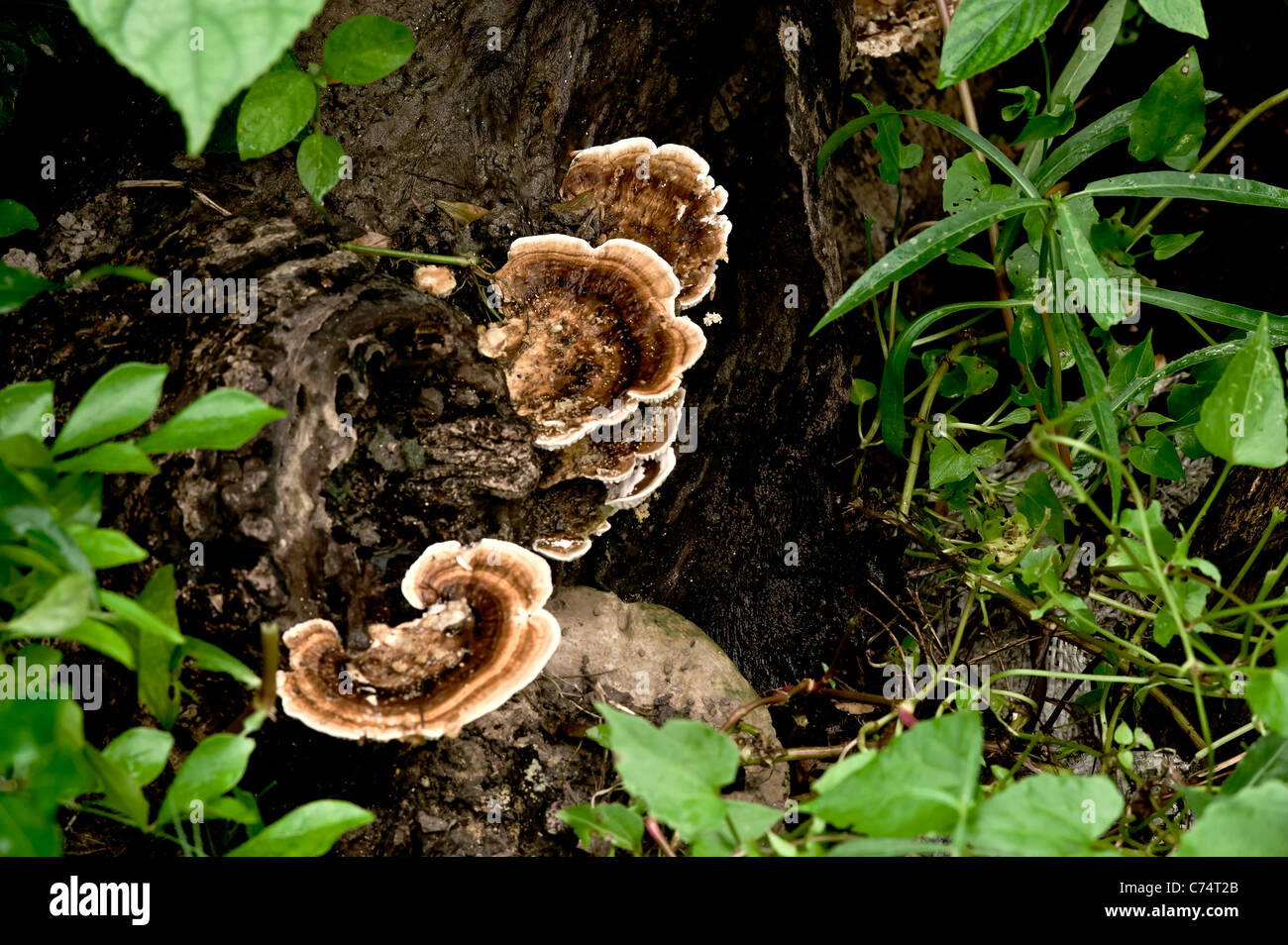 Bosque Fungii (tierra) (WOP) (p.h) especies -Phaelolus deadtree schweinitzii de tronco a sal-India Lake-Kolkata . Foto de stock