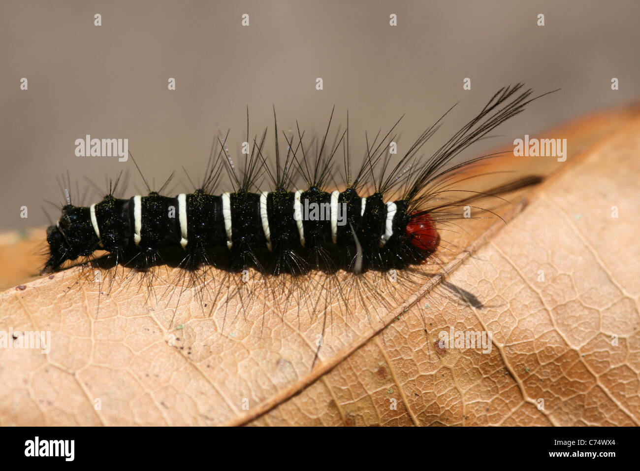 Caterpillar peludo blanco y negro con ojos rojos de Indonesia Foto de stock