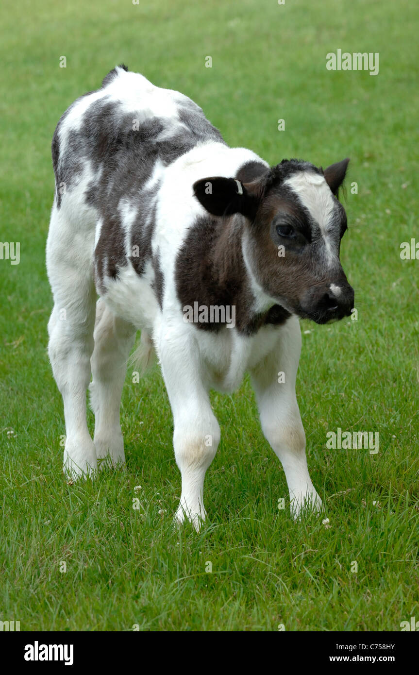 Holstein x azules belgas ternero nodrizas en la pastura, Devon, Junio Foto de stock