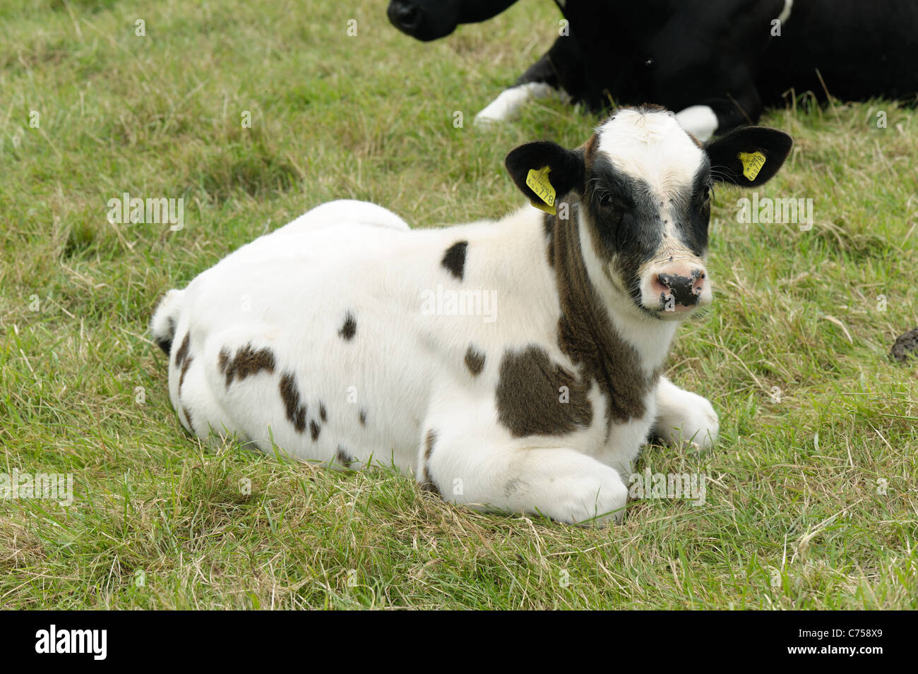 Holstein x azules belgas ternero nodrizas en la pastura, Devon, Junio Foto de stock