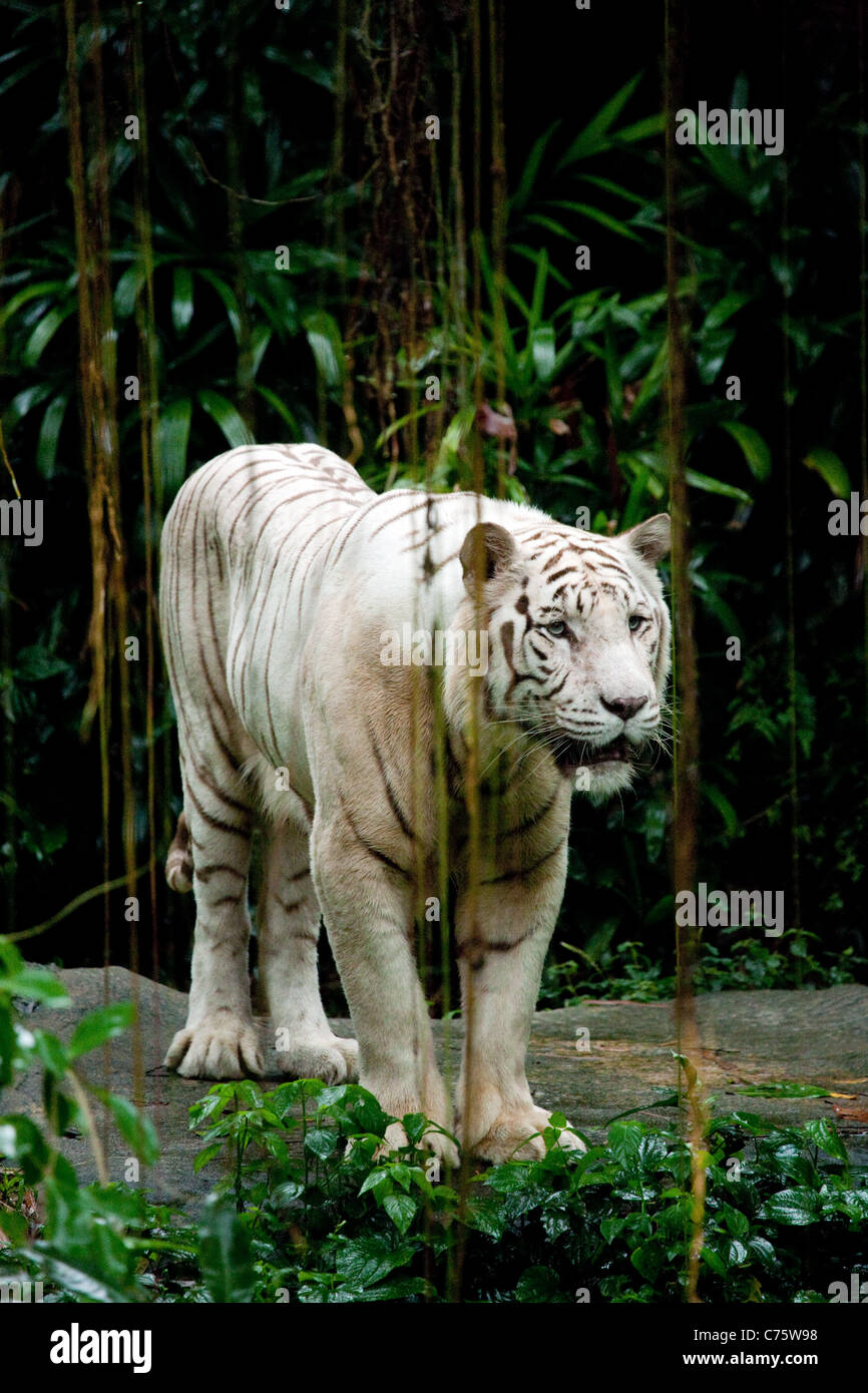 Un tigre blanco (Panthera tigris) permanente en el Zoo de Singapur