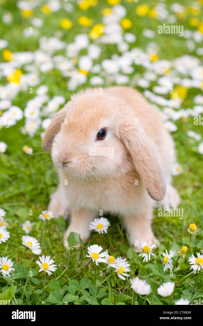 Conejos orejas caidas fotografías e imágenes de alta resolución - Alamy