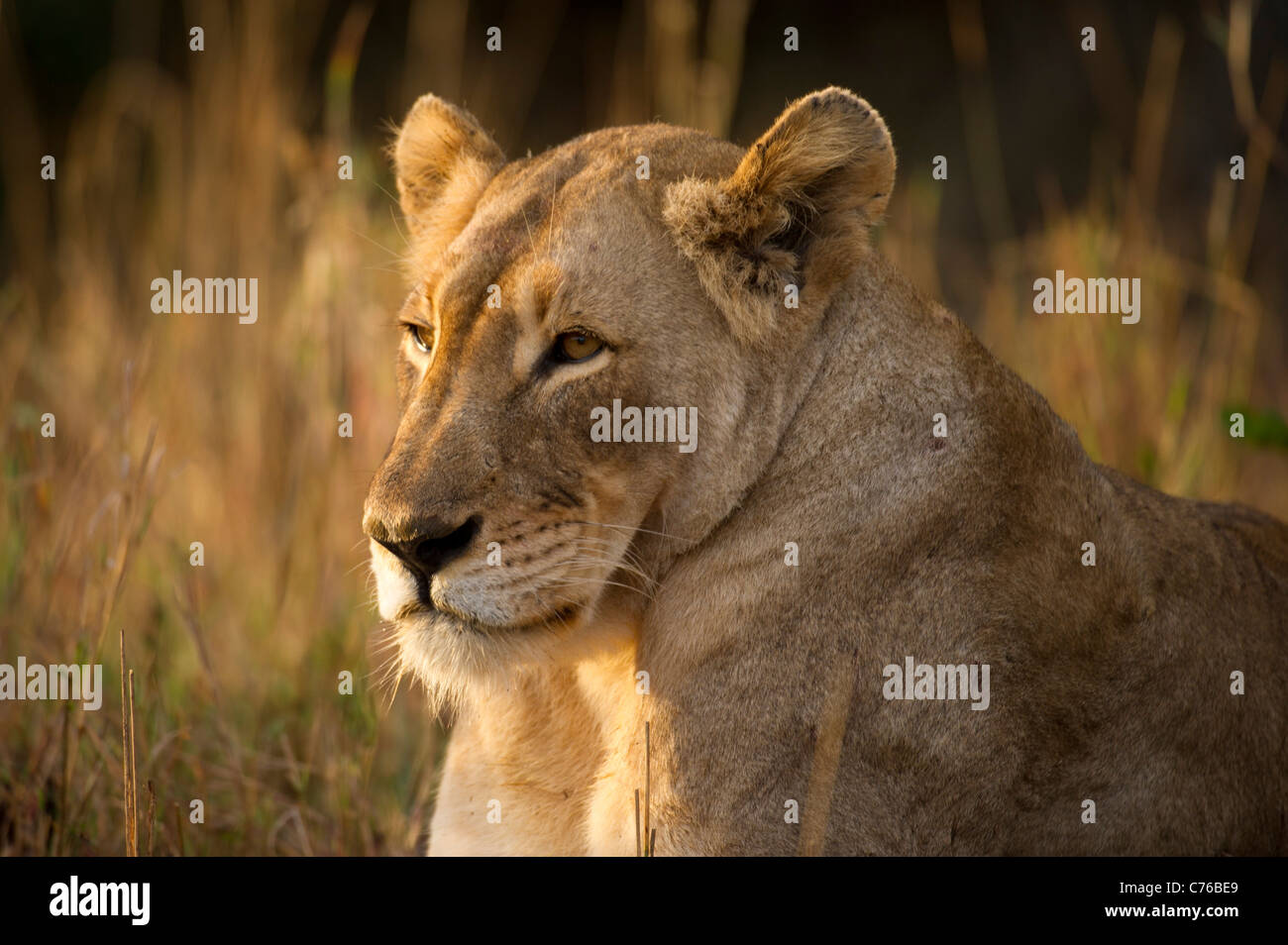 León (LEO), Phinda Panthero Game Reserve, Sudáfrica Foto de stock