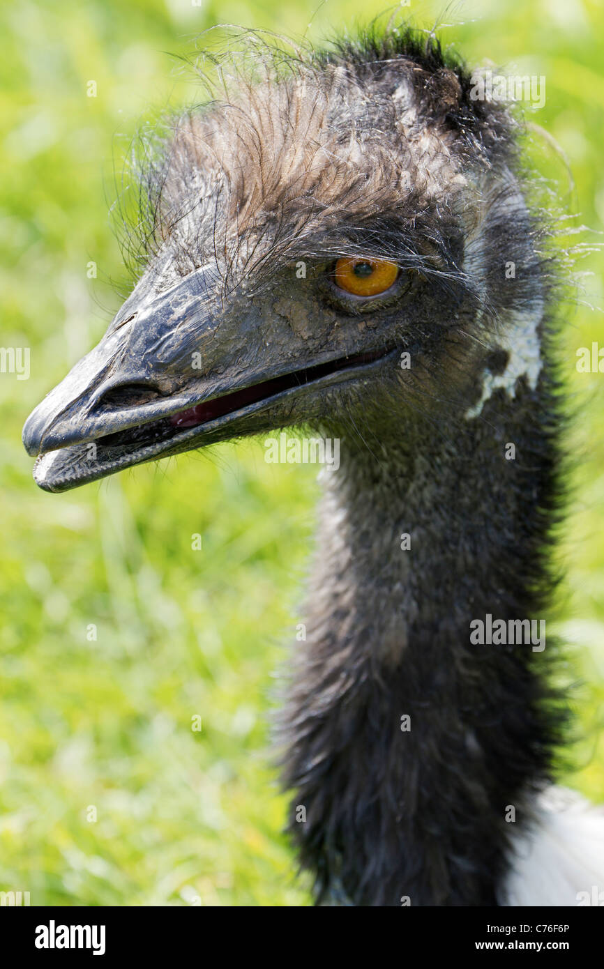 Cotswold Wildlife Park - joven EMU Foto de stock