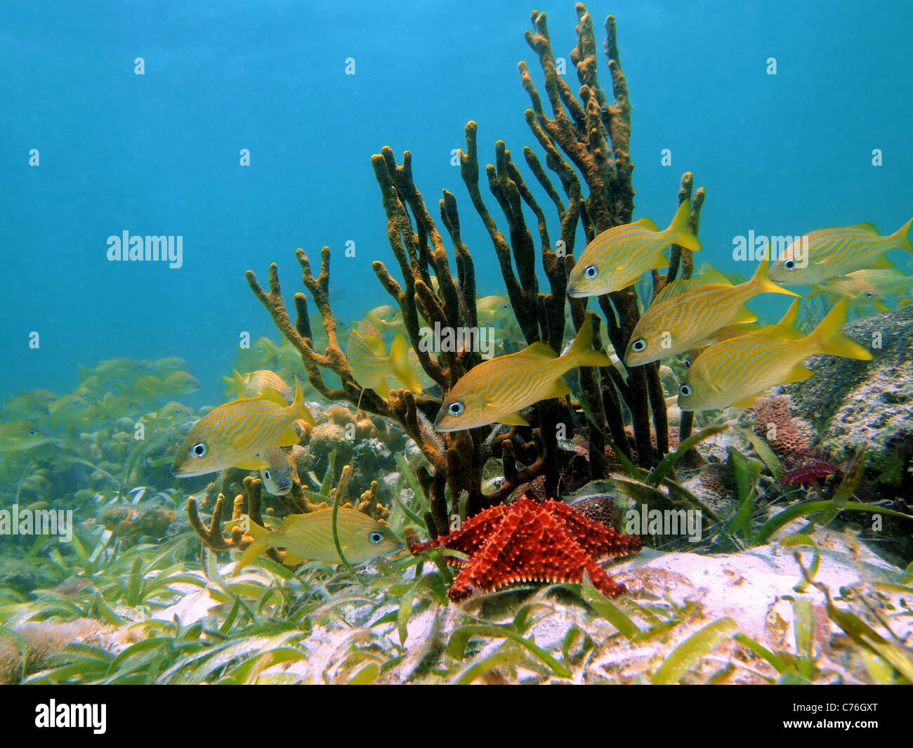 Arrecifes de coral y peces tropicales en el mar Caribe, Costa Rica Foto de stock