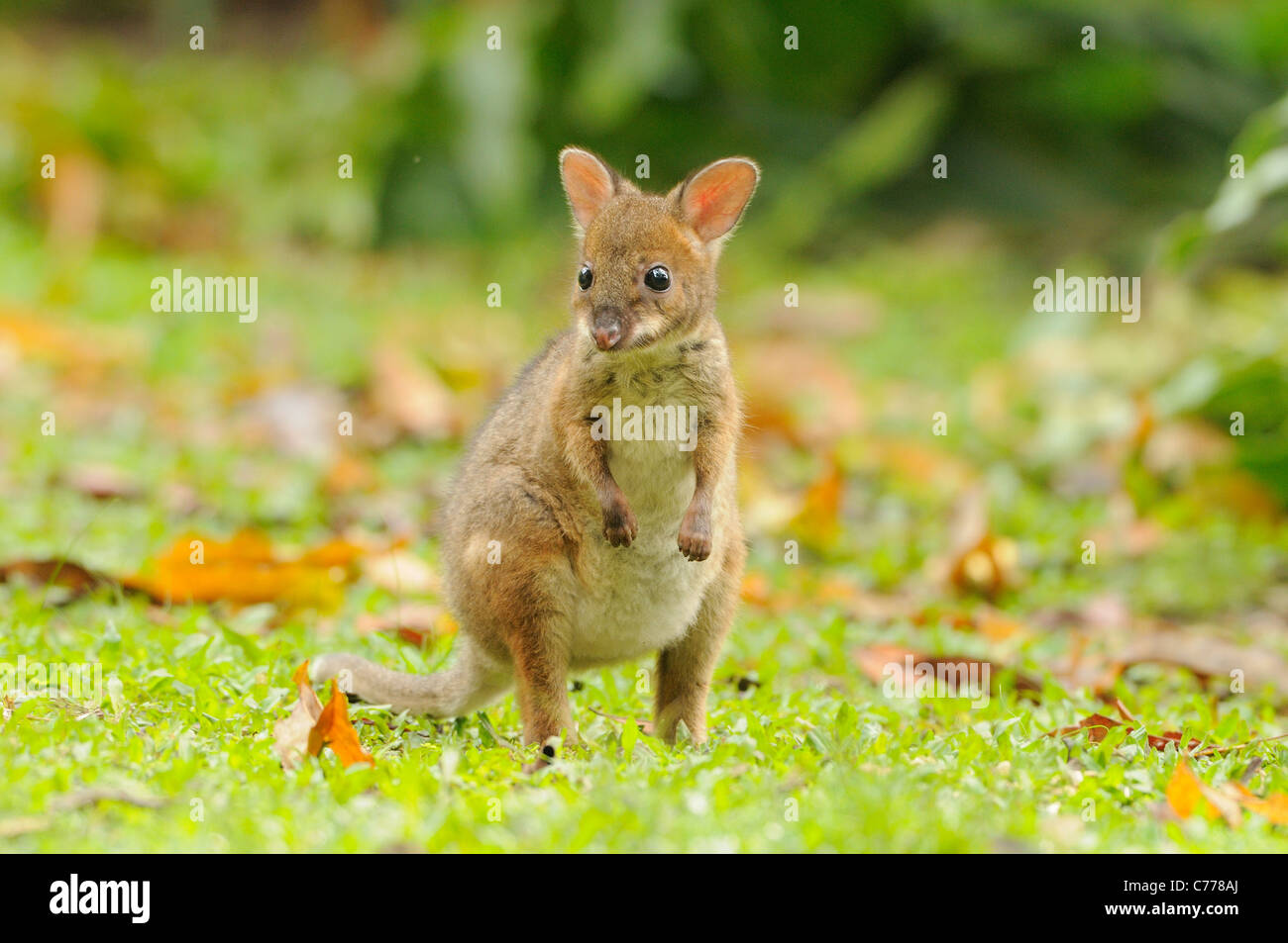 De patas rojas, Pademelon Thylogale stigmatica joven joey fotografiado en Queensland, Australia Foto de stock