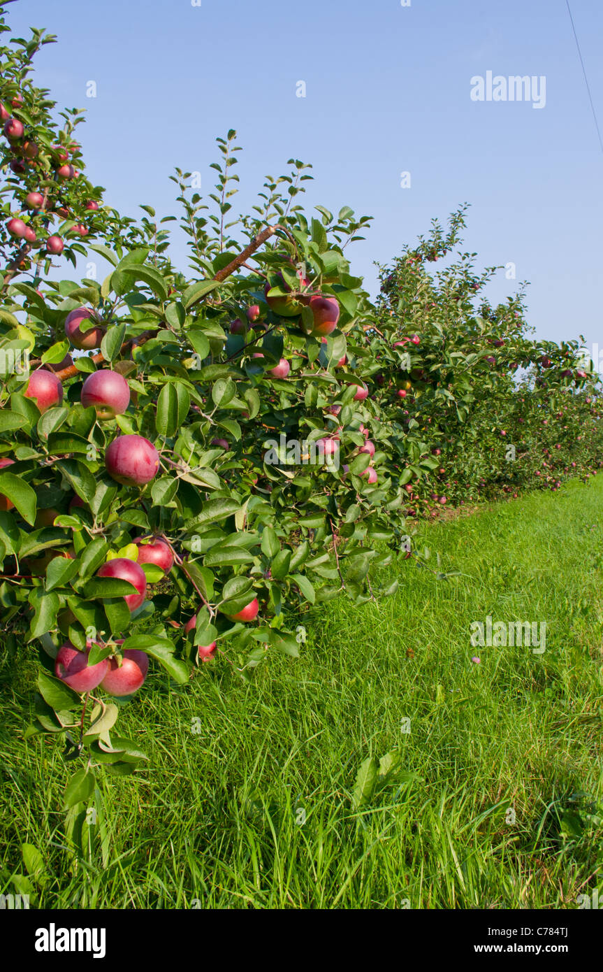 Las manzanas en los árboles de un huerto de manzanas Foto de stock