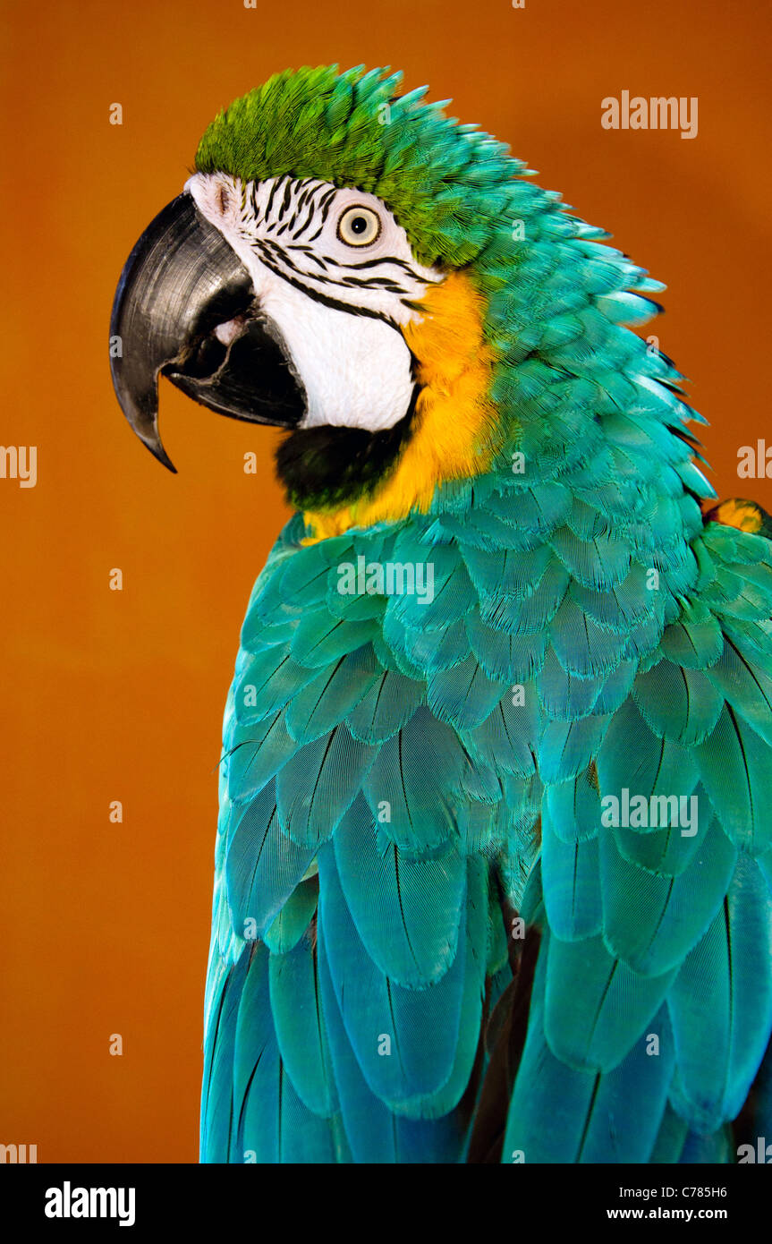 Loro alerta con pico grande y colorido plumaje plumas Foto de stock