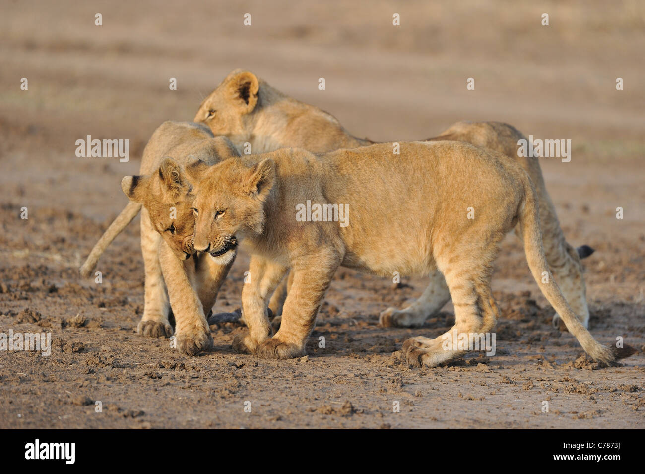 East African Lion - Massai león (Panthera leo nubica) grandes Cachorros jugando con un pedazo de madera Maasai Mara Foto de stock