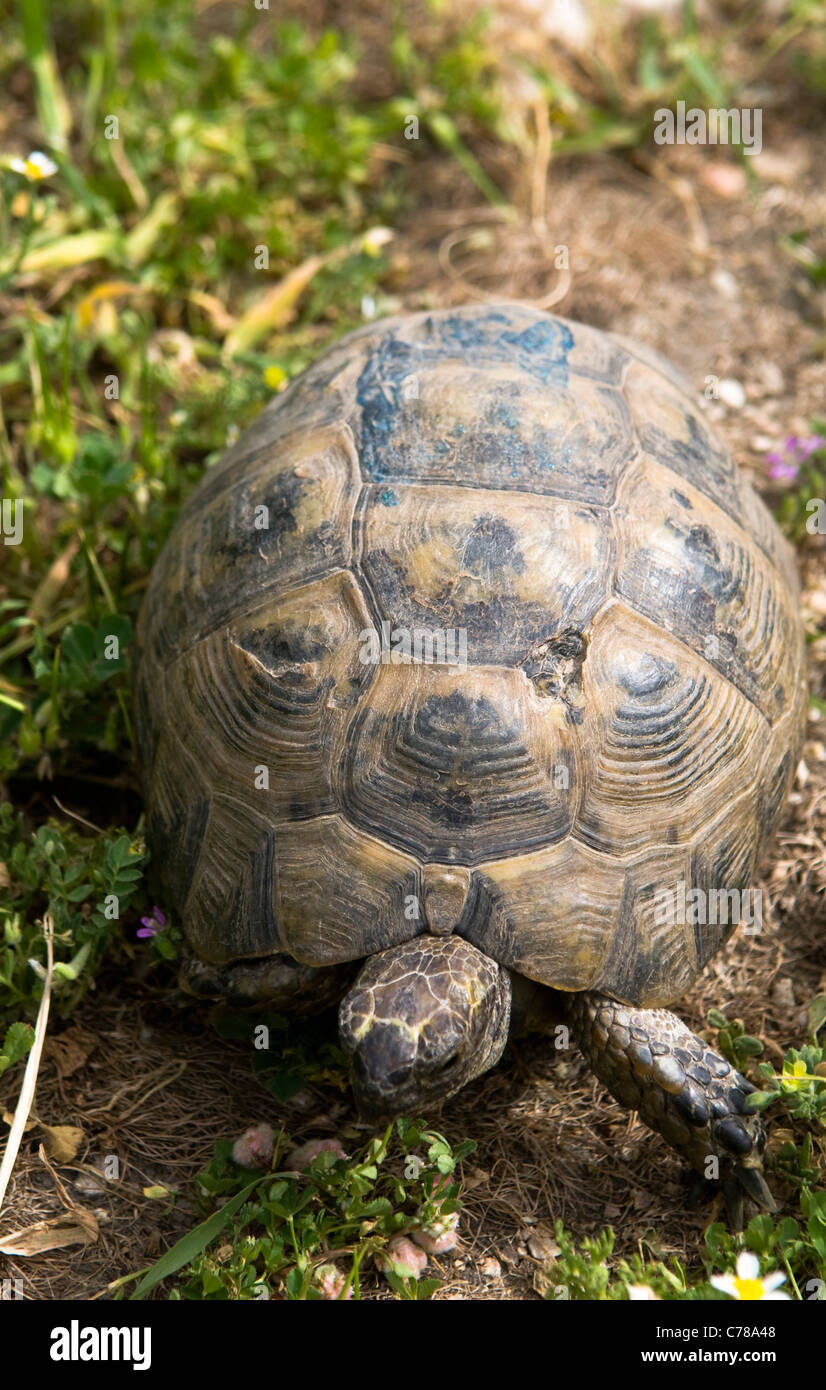 Un acicate Thighed turtle visto en las montañas de Judea. Foto de stock