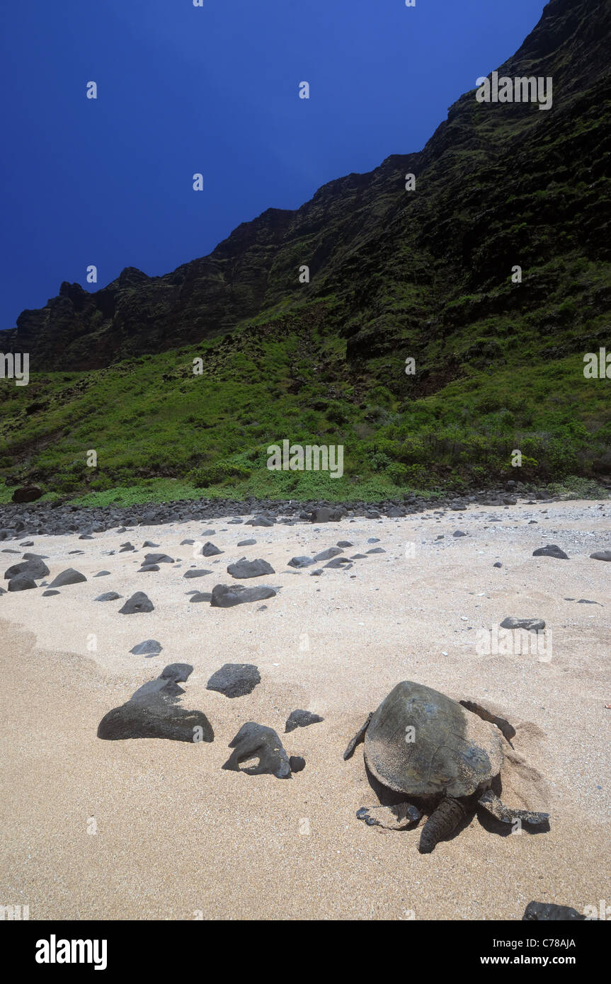 La tortuga verde (Chelonia mydas) en Milolii peregrino Playa, Costa Na Pali, el Parque Estatal de Kauai, Hawaii, EE.UU. Foto de stock