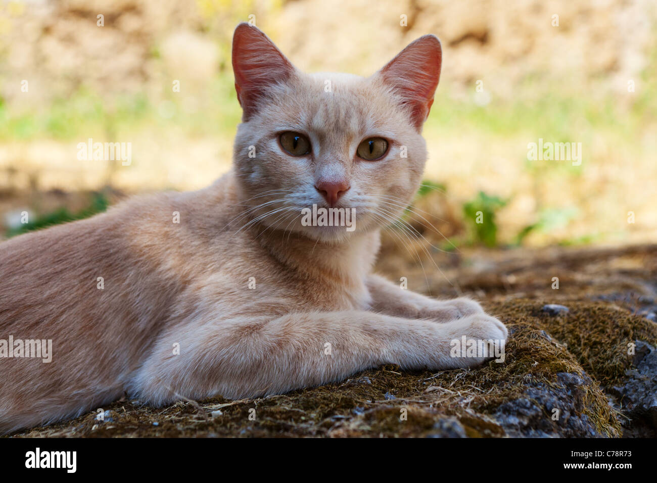 Cat. Foto de stock