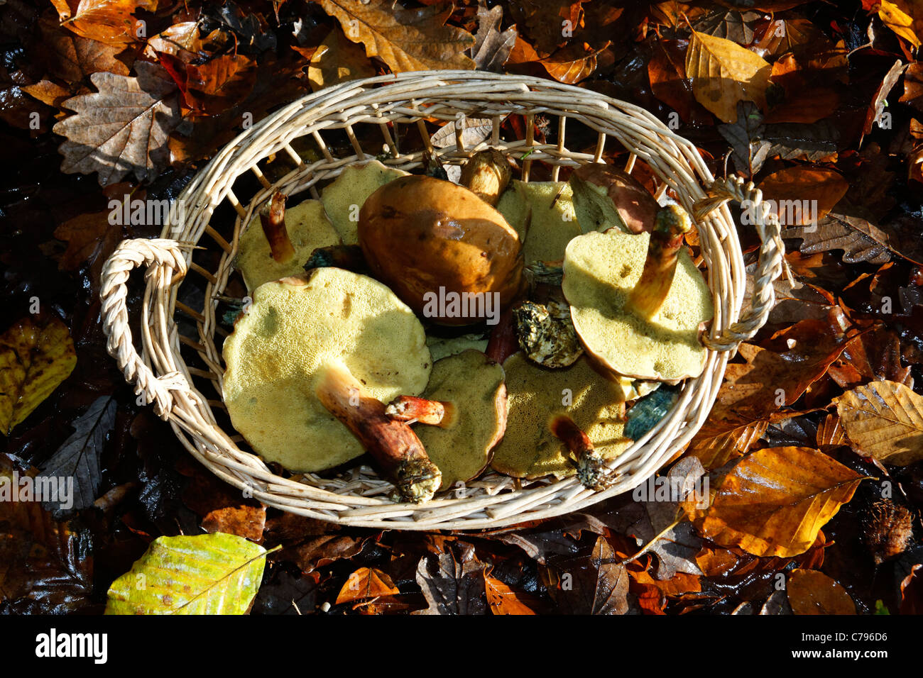 Una cesta de ceps (boletus sp), bosque Andaines (Orne, Normandía, Francia). Foto de stock