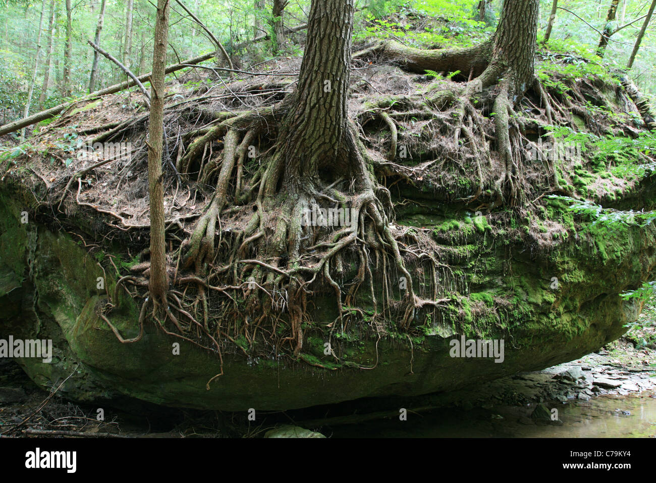 Los árboles con raíces descubiertas creciendo encima de una roca Foto de stock