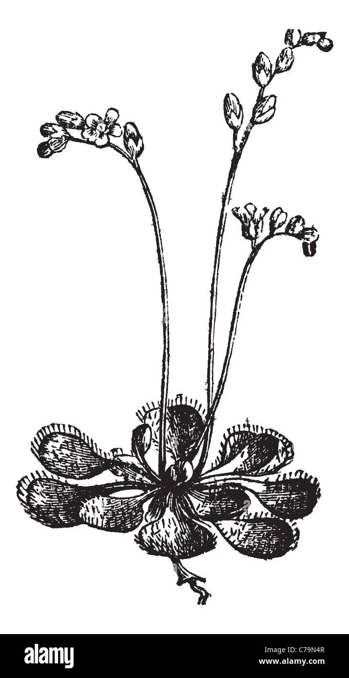 Sundew o Round-hojas Sundew Drosera rotundifolia, vintage o grabado. Ilustración de un grabado antiguo Sundew planta. Foto de stock