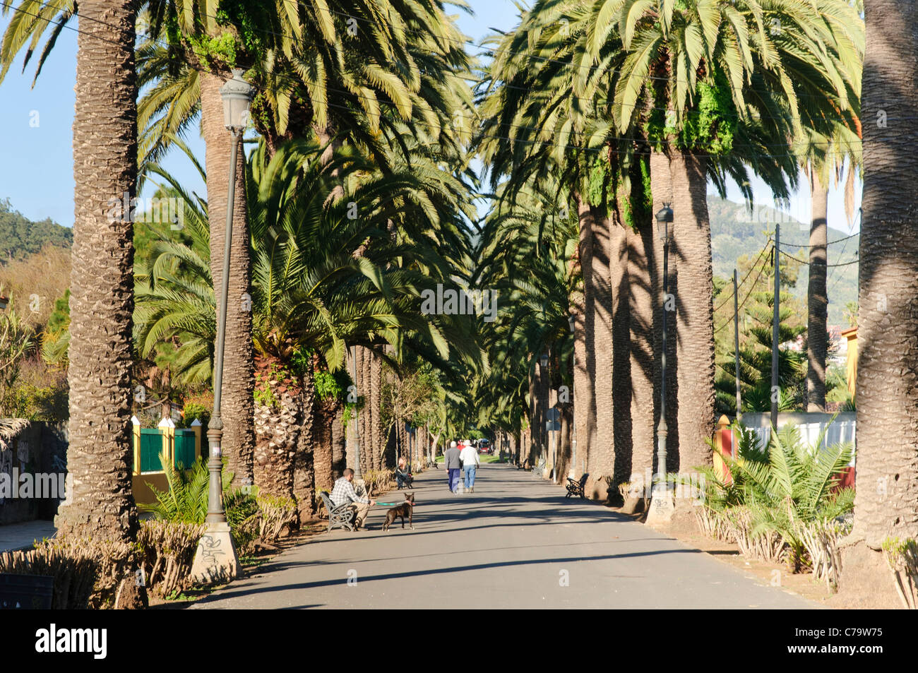 Palm Avenue Camino largo, La Laguna, Santa Cruz de Tenerife, Islas Canarias, España, Europa Foto de stock