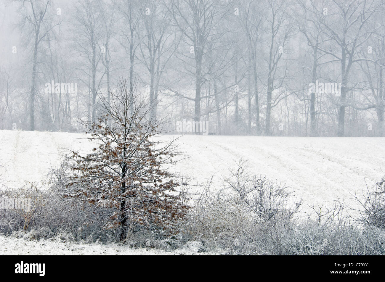 Roble en Fenceline en Día de nieve en el condado de Oldham, Kentucky Foto de stock
