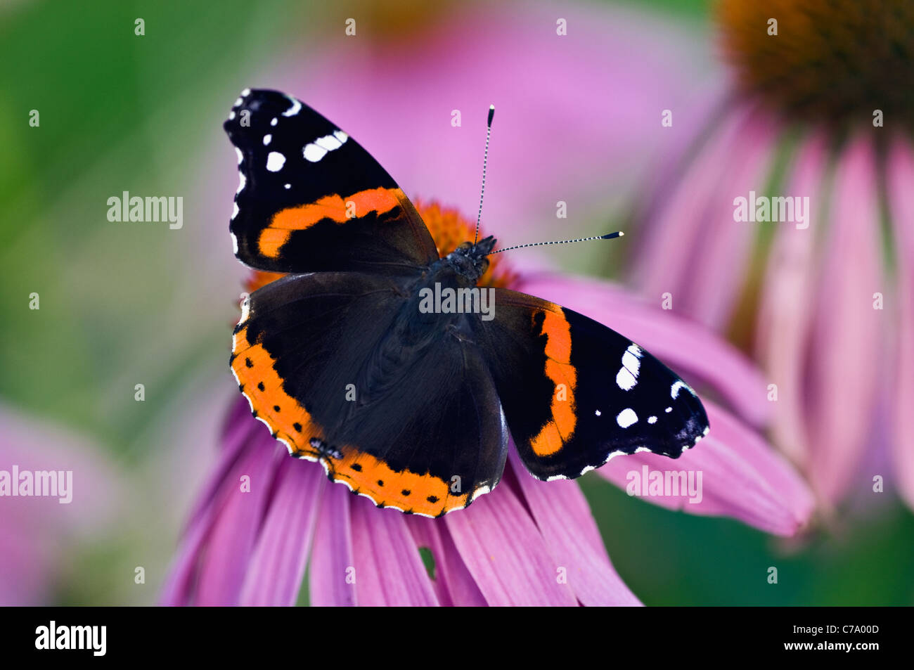 Almirante rojo púrpura mariposa sobre Coneflower en Floyd County, Indiana Foto de stock