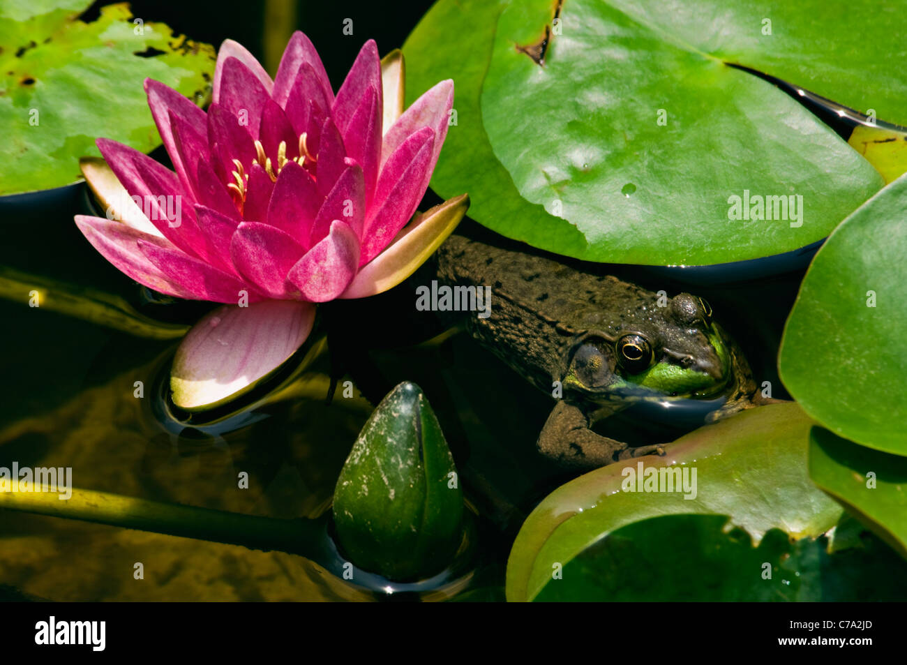 Rana Verde escondido en medio de Lilly Lilly pastillas en un estanque pequeño en Floyd County, Indiana Foto de stock