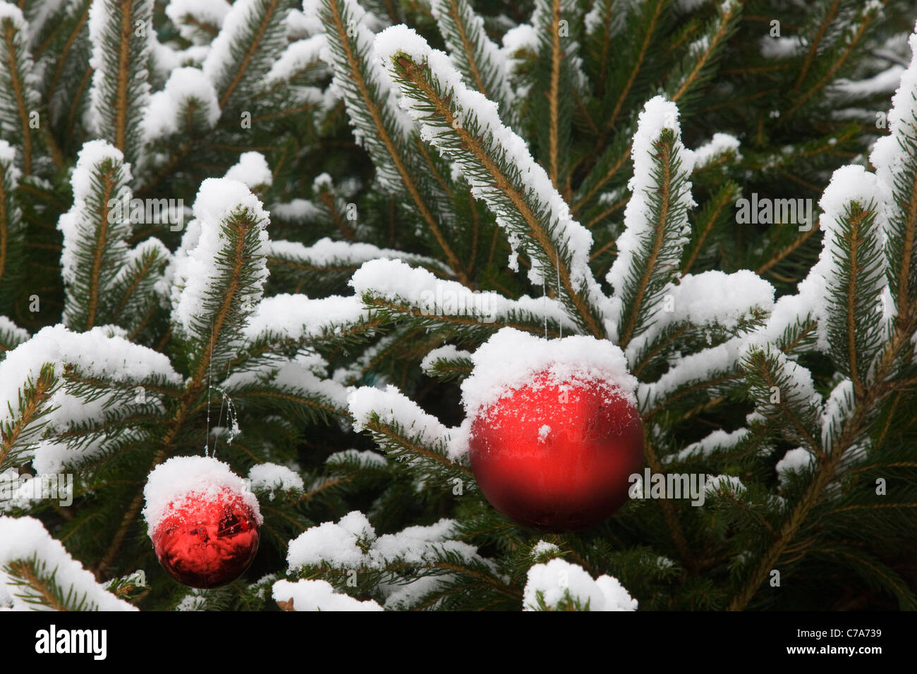 Auténtico árbol de Navidad con bolas rojas y nieve real Foto de stock
