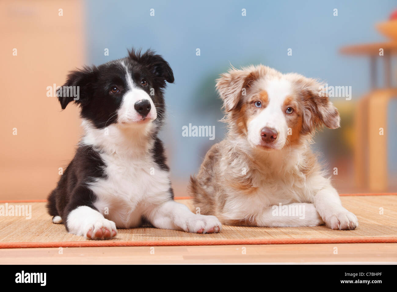 Pastor Australiano, Puppy, rojo-Merle, 19 semanas, y Border Collie,  cachorros, 13 semanas Fotografía de stock - Alamy
