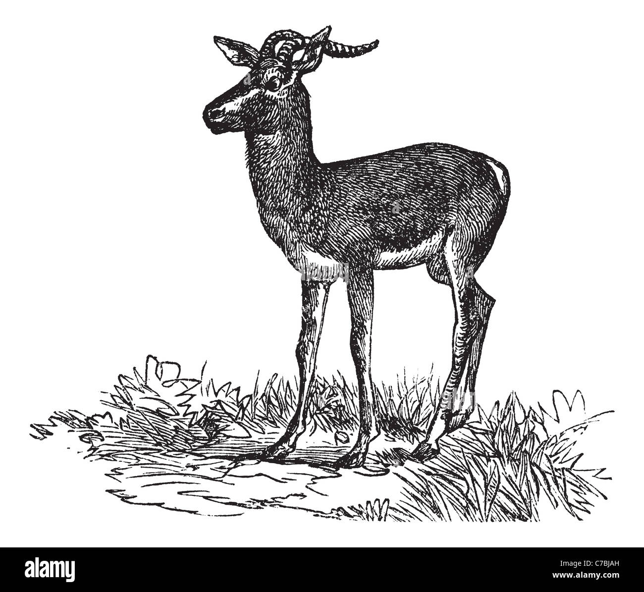 The gazelle Imágenes recortadas de stock - Alamy