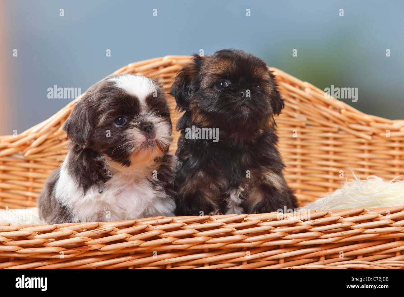 Shih Tzu, cachorros, 6 semanas Fotografía de stock - Alamy