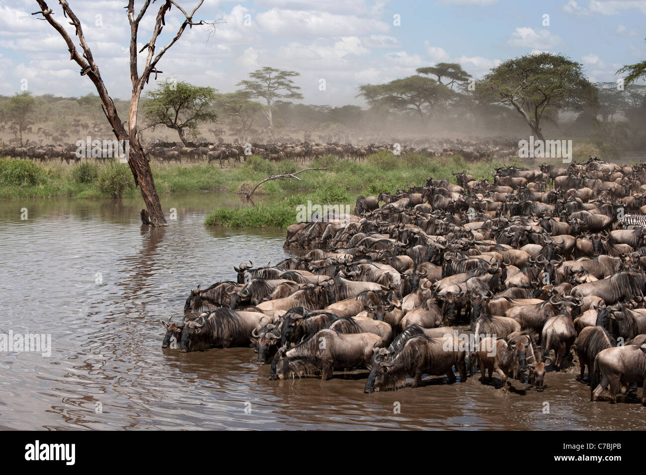 Las cebras y los ñus en el Parque Nacional del Serengeti, Tanzania, África Foto de stock
