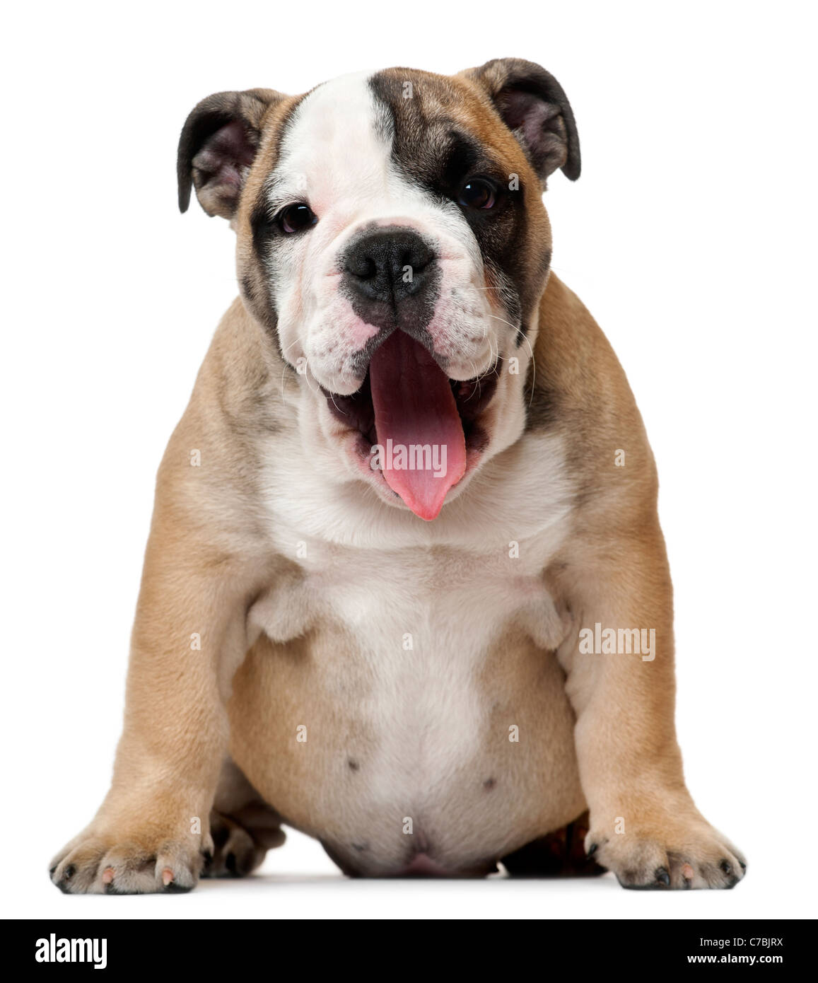 Cachorro Bulldog Inglés panting, 11 semanas de edad, delante de un fondo blanco Foto de stock