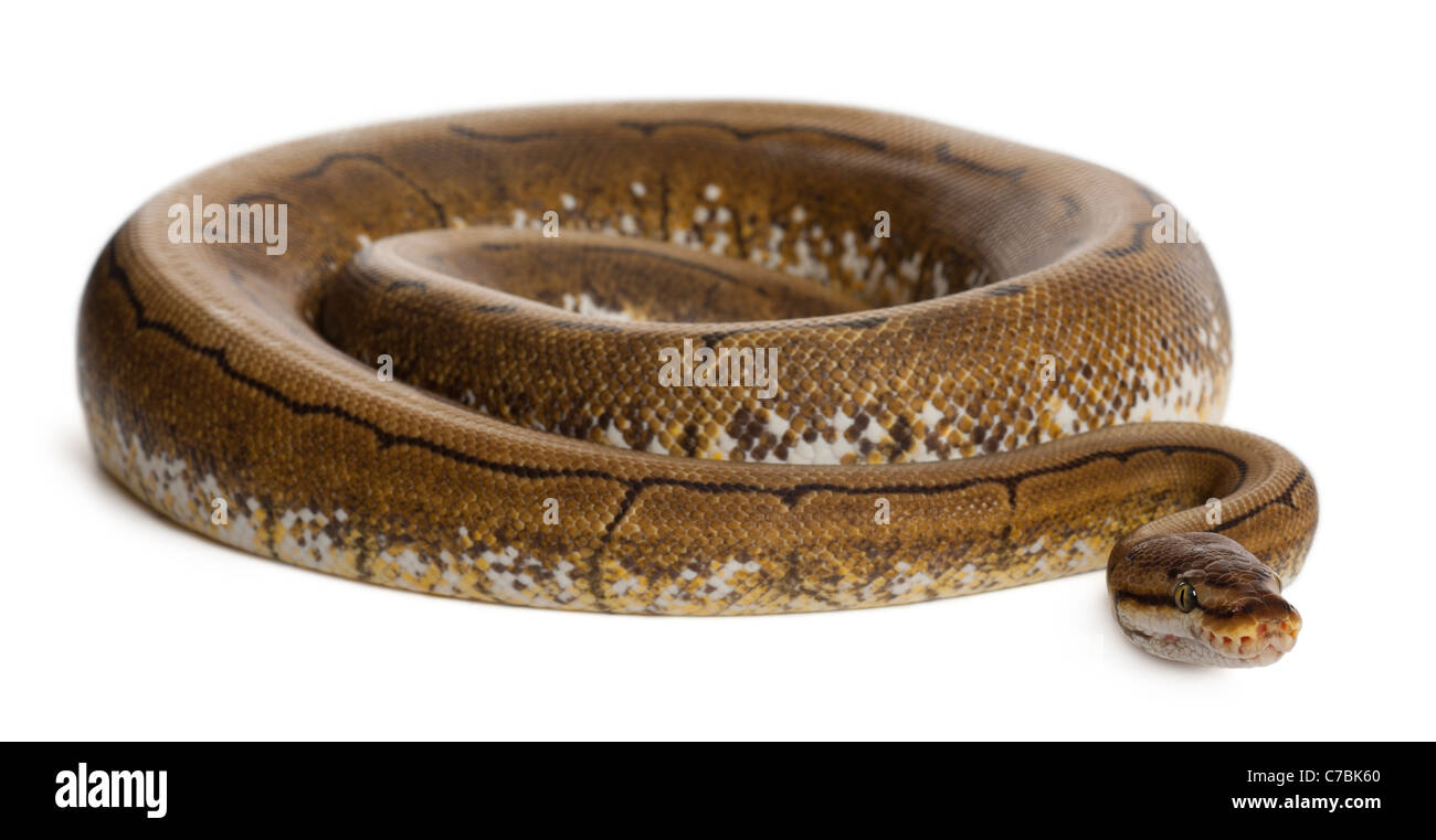 Spinner Royal ball python, python, Python regius, 2 años, delante de un fondo blanco Foto de stock