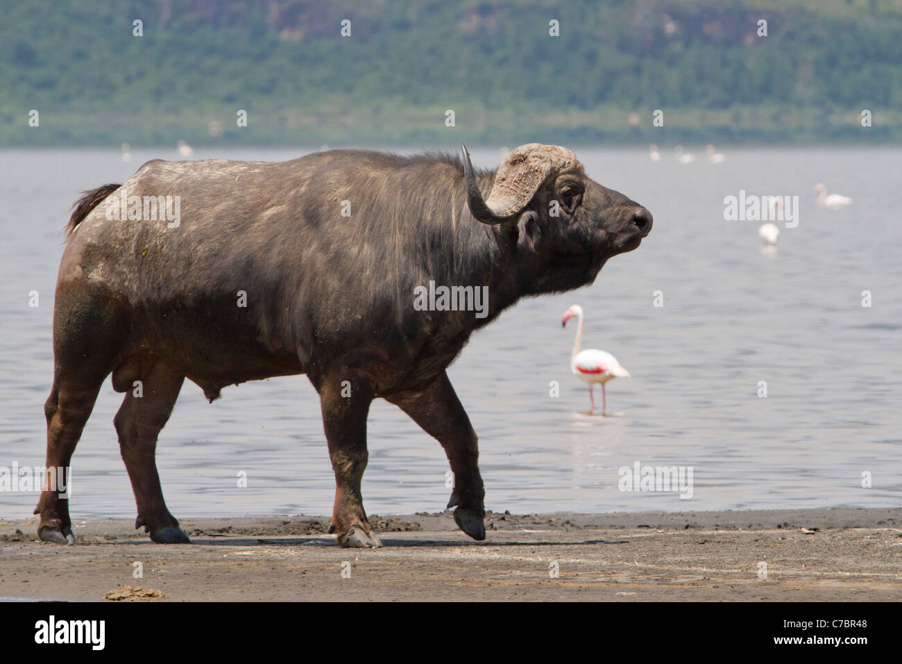 El búfalo africano (Syncerus caffer) en la costa del lago Elementaita. Foto de stock