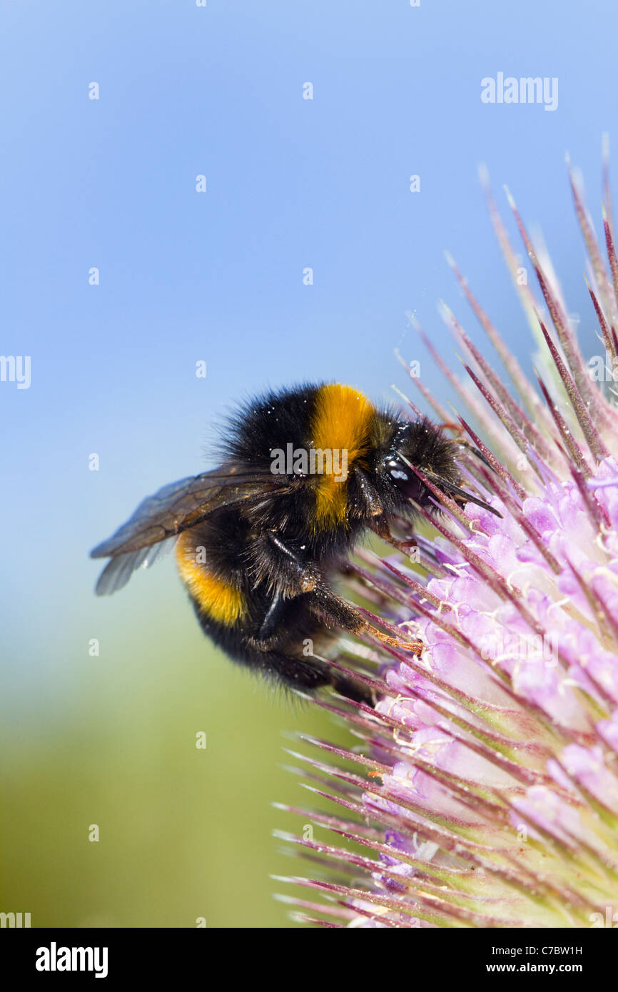 Buff Tailed abejorro; Bombusn terrestris; Teasel; Cornwall; UK Foto de stock