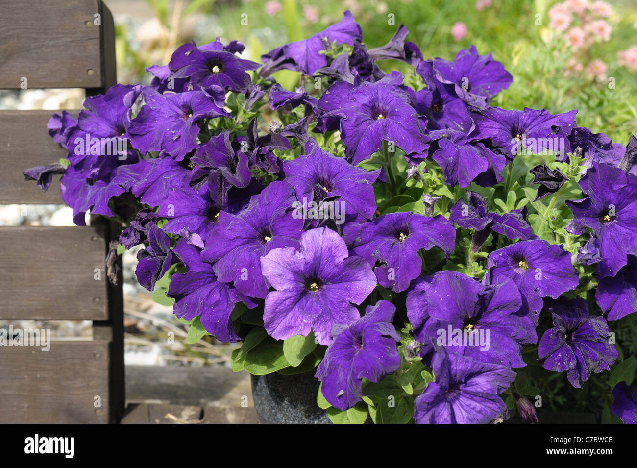 Flores de color malva Petunia grandiflora en un contenedor de jardín Foto de stock
