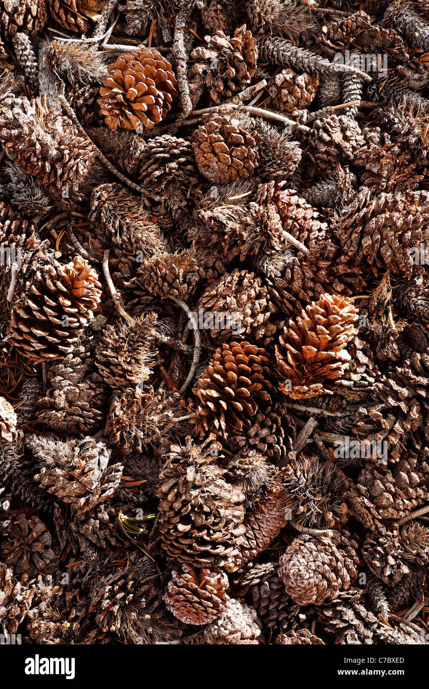 Detalle de conos de pinos bristlecone en el suelo, el Bosque Nacional Inyo, White Mountains, California, EE.UU. Foto de stock
