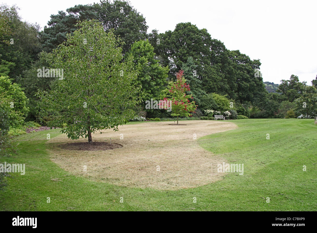 Cortar la hierba tardía muestra la zona de bulbos en césped Royal Horticultural Society Garden Rosemoor, Gran Torrington, Devon, Inglaterra, Reino Unido. Foto de stock