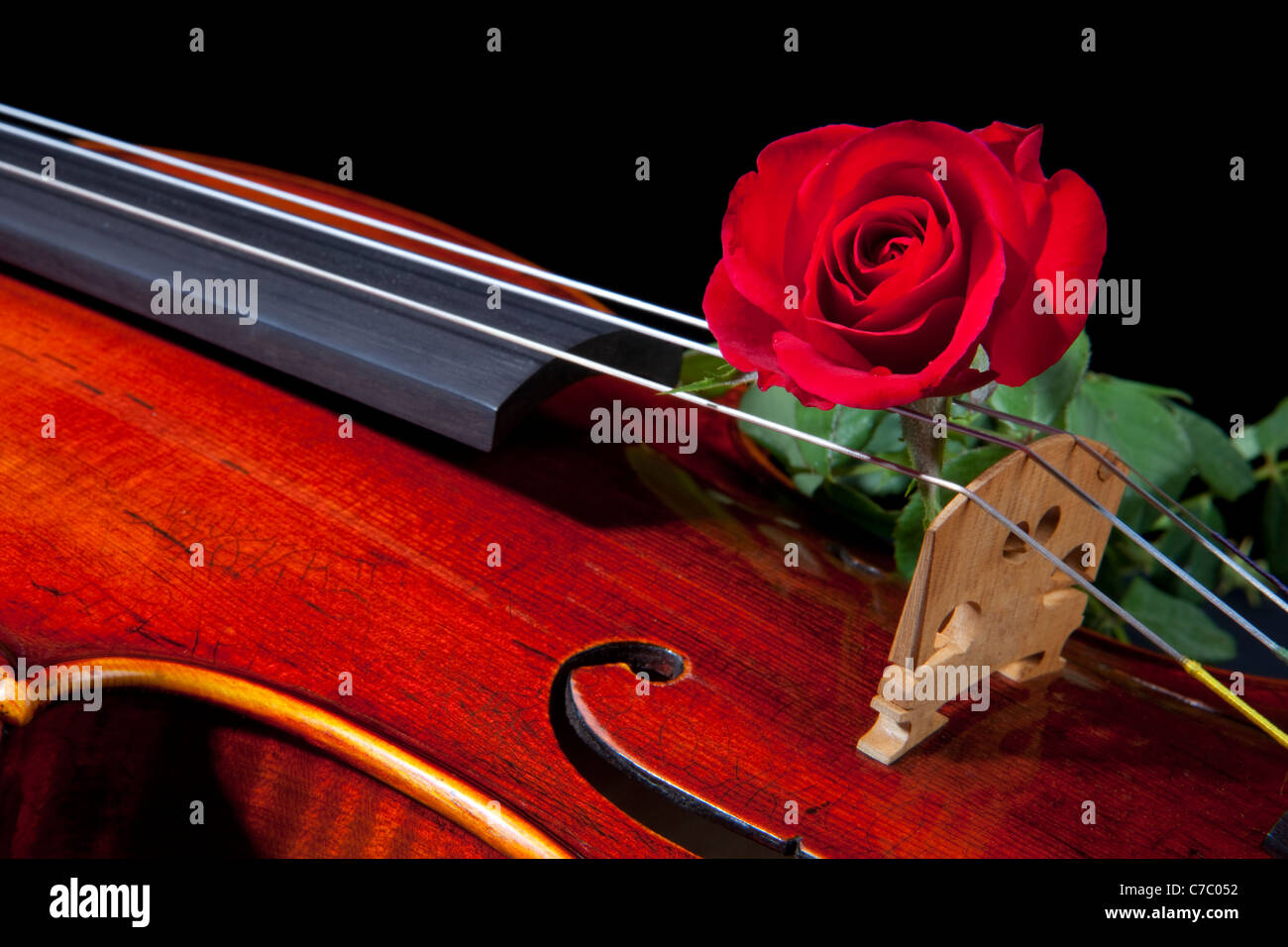 Un costoso violín viola aislados en negro con una rosa roja en el puente  Fotografía de stock - Alamy