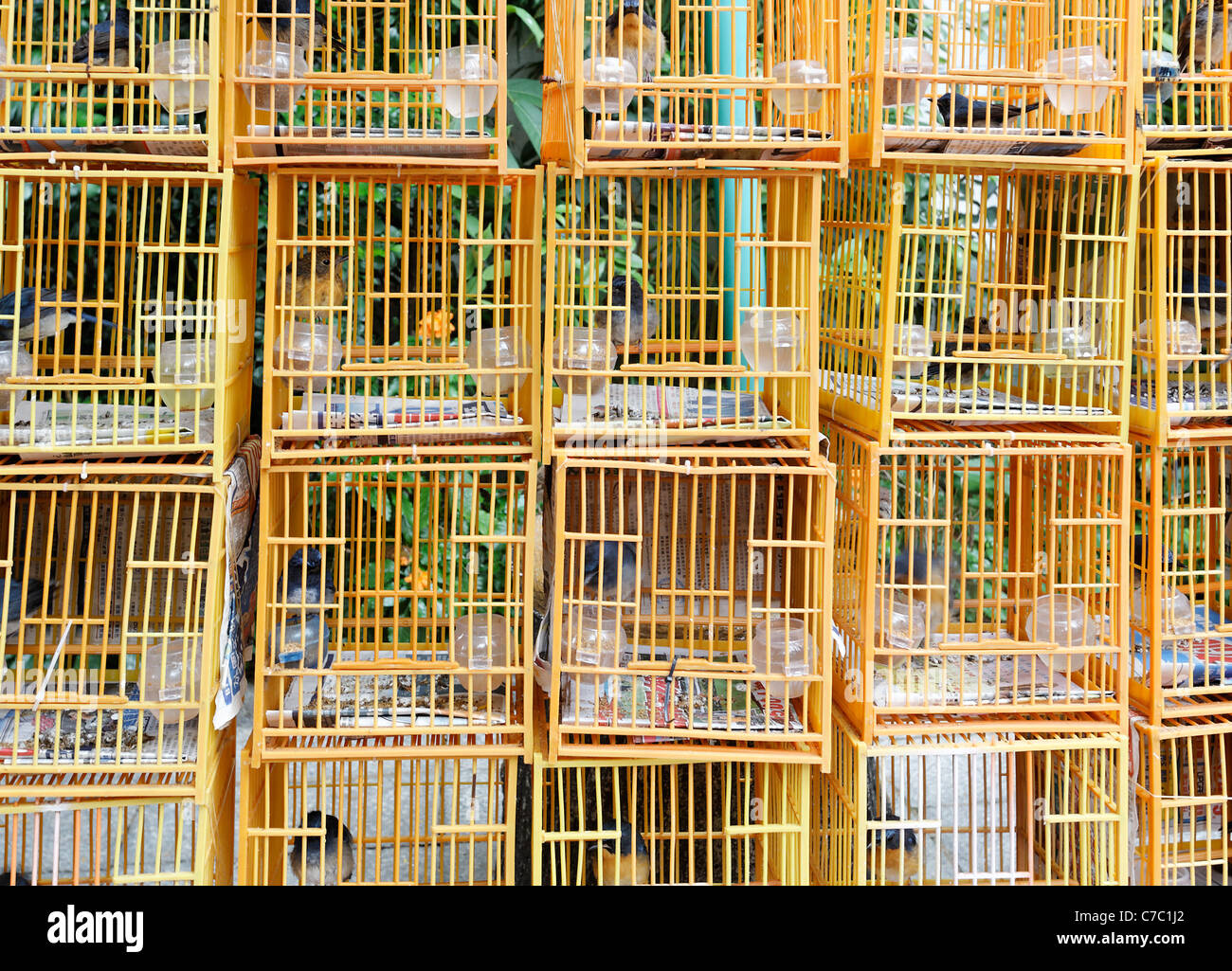 Las aves canoras en jaulas de aves para venta de Yuen Po Street Bird Garden, Kowloon, Hong Kong, República Popular de China, Asia Foto de stock