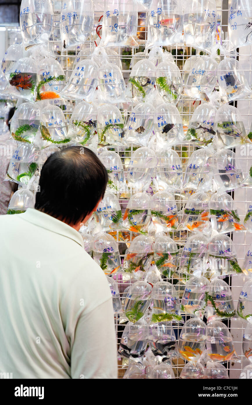 Hombre mirando las bolsas de goldfish colgando en la pared, mercado de peces de colores, Mong Kok, Kowloon, Hong Kong, China, Asia Foto de stock