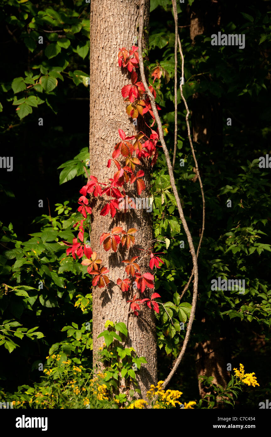 Hiedra roja sobre el tronco del árbol. Foto de stock