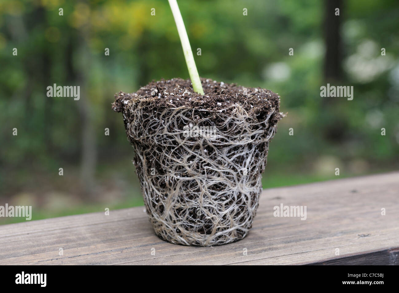 La bola de la raíz, la planta Girasol Helianthus annuus Foto de stock