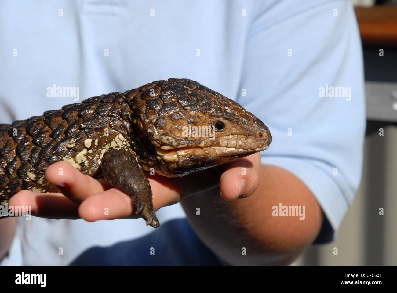 Chica sujetando un cono de pino o lagarto bob-tailed skink, bungalow