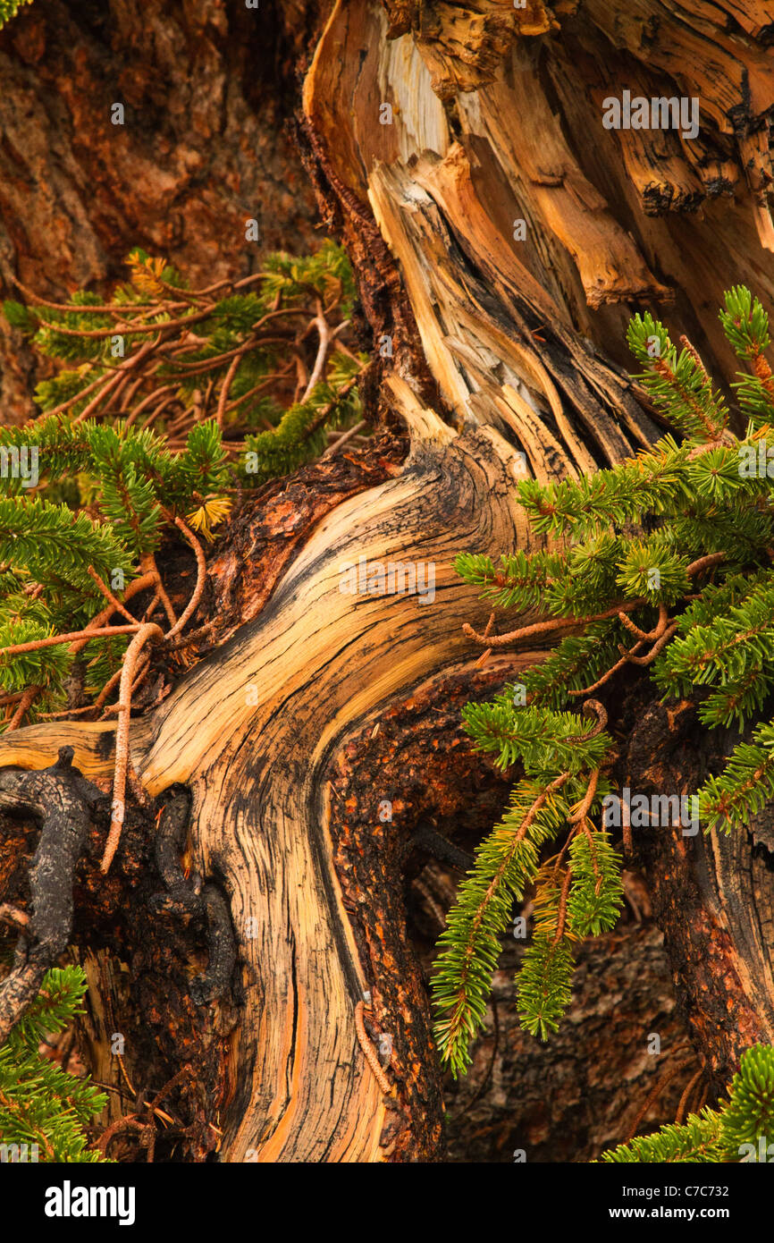 Cono de cerdas antiguos pinos, montañas blancas, California Foto de stock