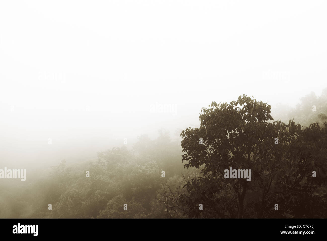 Primer plano de los árboles del bosque de neblina con espacio de copia Foto de stock