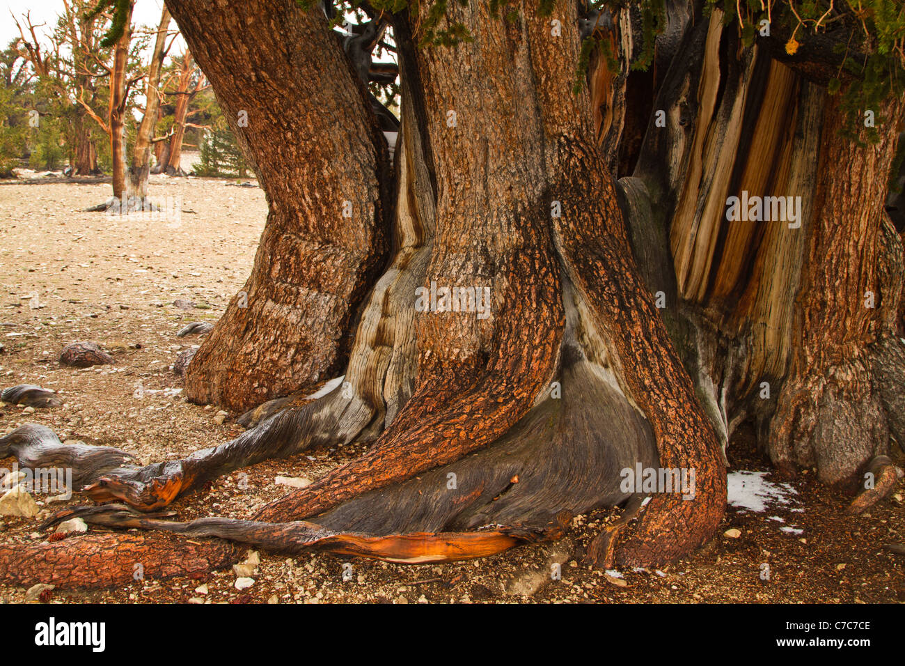 Cono de cerdas antiguos pinos, montañas blancas, California Foto de stock