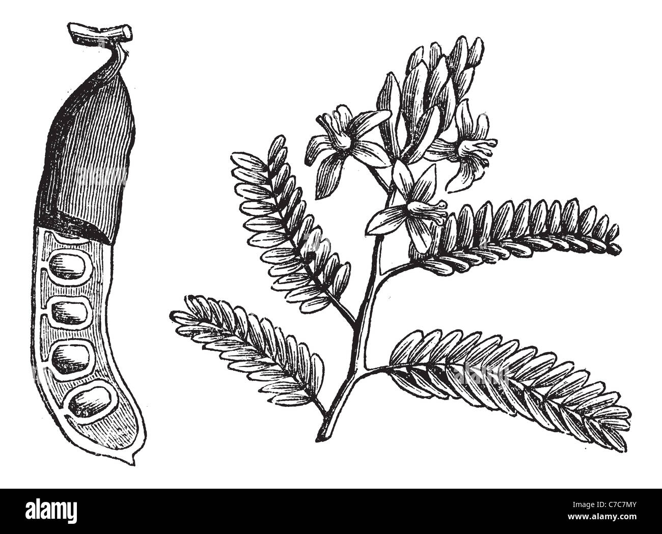 El tamarindo (Tamarindus indica), vintage ilustración grabada