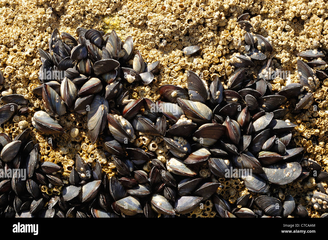 Mejillones azules (Mytilus edulis) Foto de stock